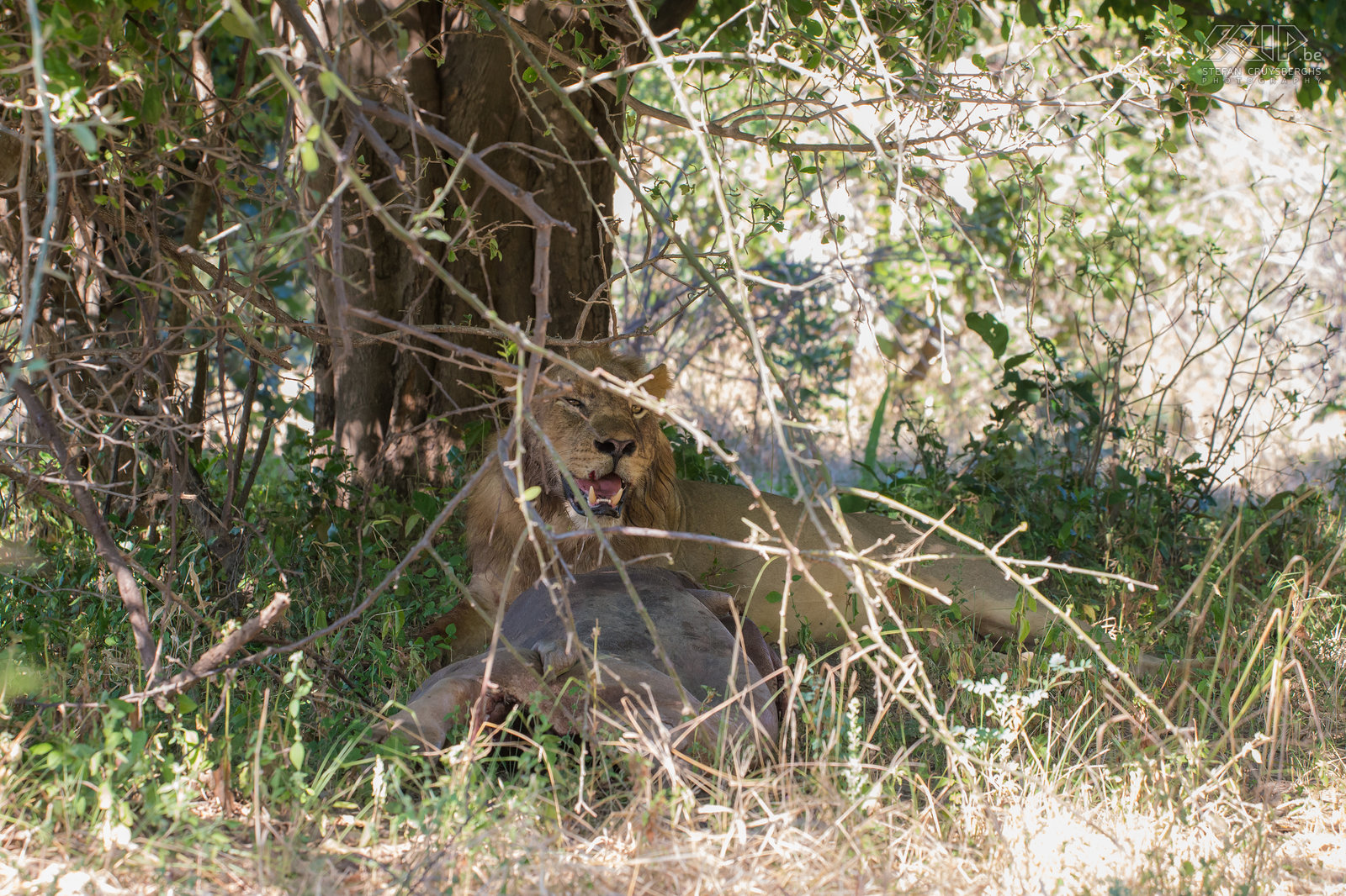 South Luangwa - Leeuw met gedood nijlpaard De vier mannetjes leeuwen hadden ‘s nachts een jong nijlpaard gedood, dit onder een boom gesleurd en bijna helemaal opgepeuzeld. Stefan Cruysberghs